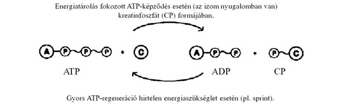 Energiatárolás ATP-felesleg esetén