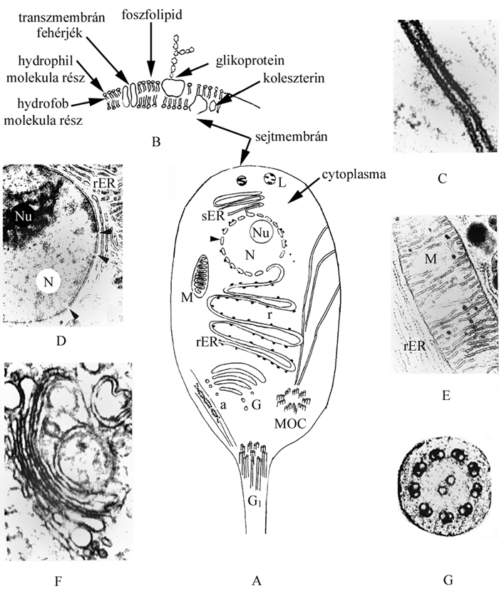 A sejt felépítésének (A), valamint különböző organellumainak sematikus képei kiegészítve néhány elektronmikroszkópos felvétellel
