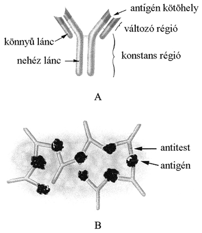 Az antitest szerkezete
