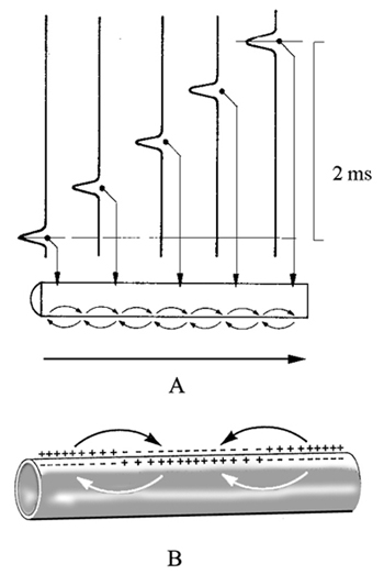 Az ingerület a csupasz axonon pontról pontra (A), míg a velőhüvelyes axonon ugrálva terjed (B)