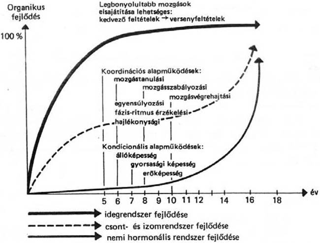 A motoros képességek és összetevőik fejlődése az életkor függvényében (Hebbelinck nyomán) – 2. ábra