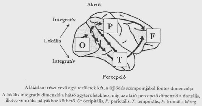 Milner és Goodale koncepciója a látórendszer cselekvési és észlelési-tudatos útjának kettősségéről Kovács Ilona (2005) ismertetésében