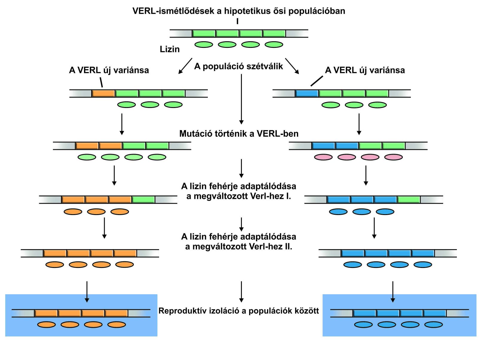 A VERL fehérjék változásai elősegítik a reproduktív izolációt.