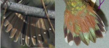 Madárfarkak különböző számú tollakkal: a taxikus diszkontinuitás példája. A kolibriknek mindig 10, az énekes madaraknak 12 farktolla van.