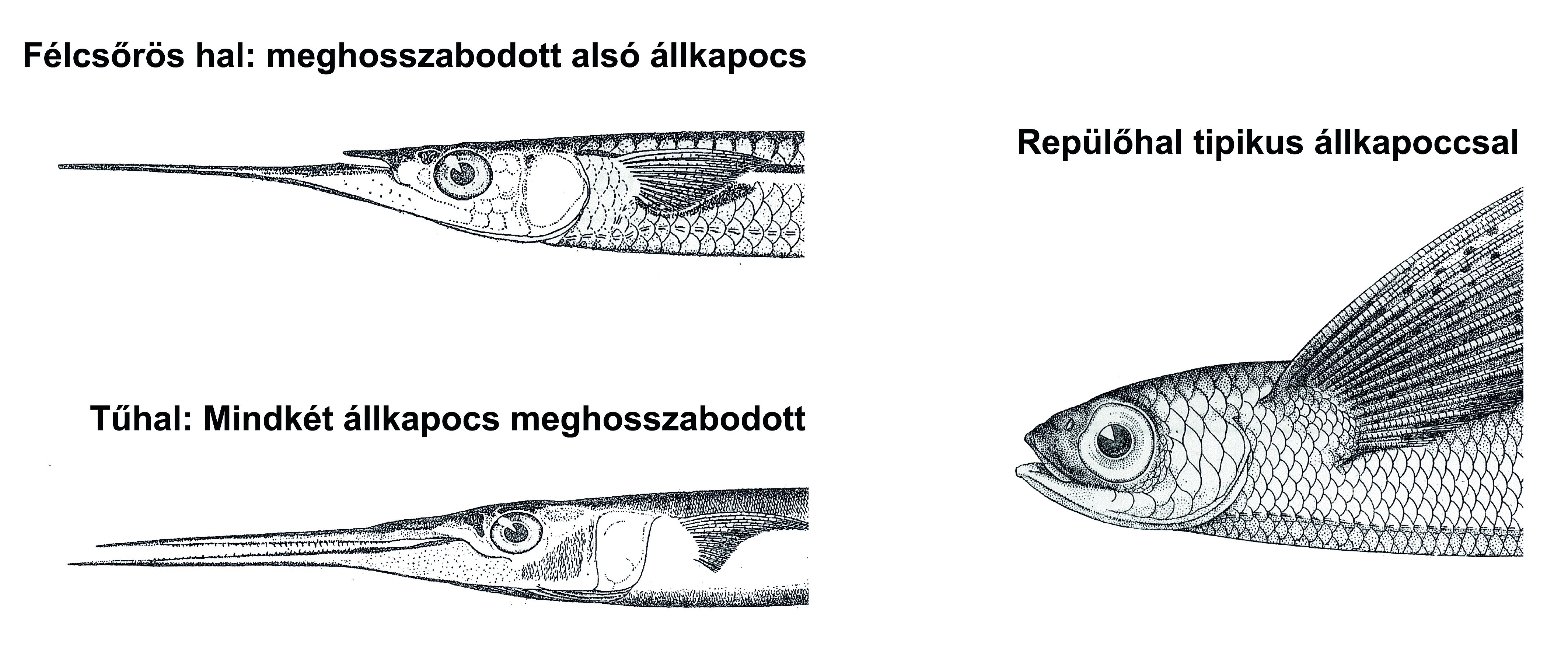 Az állkapcsok allometrikus növekedése rokon halcsaládokban