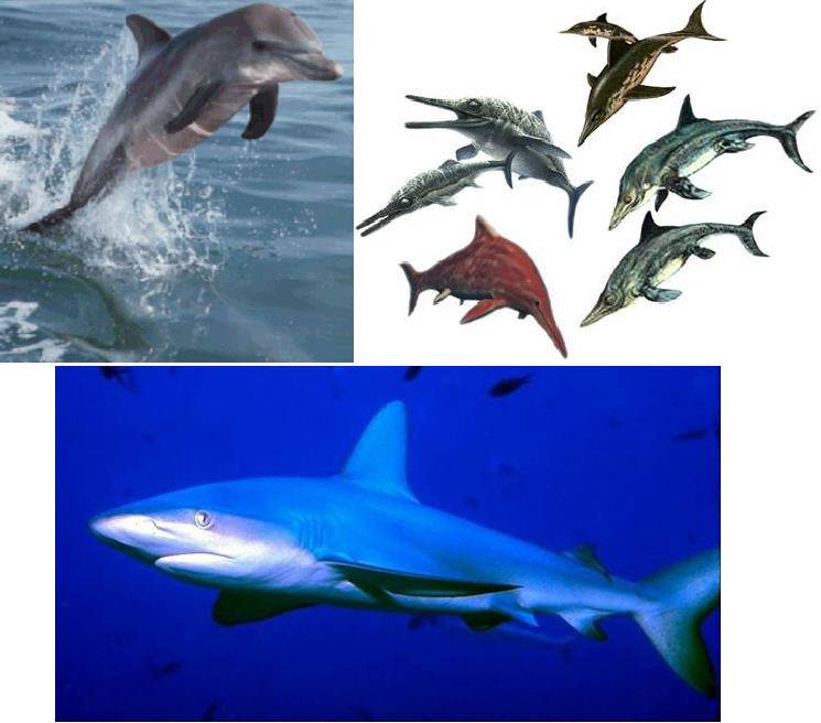 Konvergens evolúció: delfin, Ichthyosaurusok, cápa