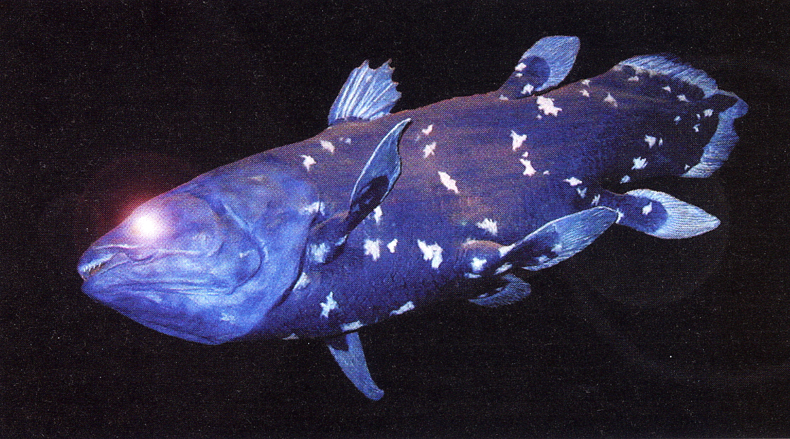 Az afrikai bojtosúszós hal (Latimeria chalumnae) és az indonéziai bojtosúszós hal (L. menadoensis)