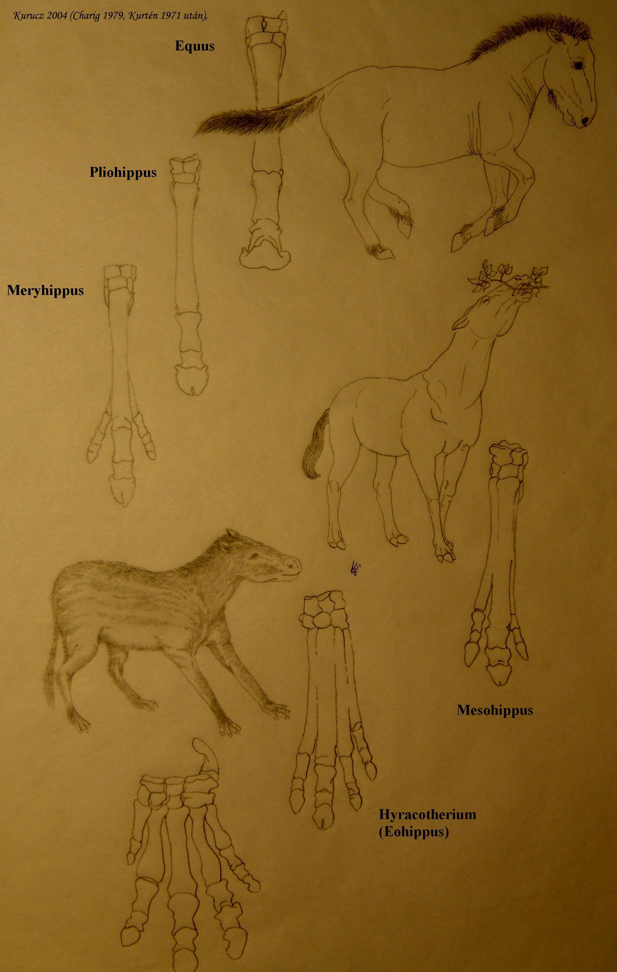 Lovak és lábaik alakulása: A Hyracotherium (alul) az első igazi lóféle kutya méretű volt. Lábain négy ujj nőtt, amelyek közül egy anatómiai szempontból a harmadik kissé hosszabb volt, mivel növekedési rátája meghaladta a többiét. Ahogy a lófélék mérete nőtt, az oldalsó ujjak elvesztették kapcsolatukat a talajjal, a harmadik ujj metakarpális ízének allometrikus növekedése miatt. Később az oldalsó ujjak elcsökevényesedtek egy további genetikai változás miatt.