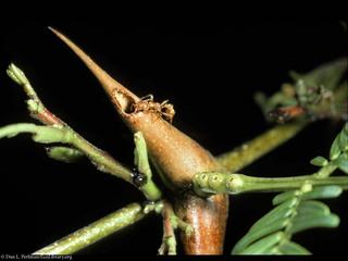 Acacia cornigera és a Pseudomyrmex hangya