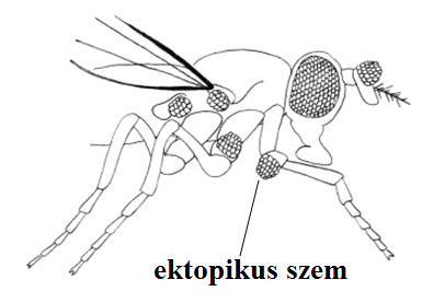 Drosophila ektopikus szemekkel