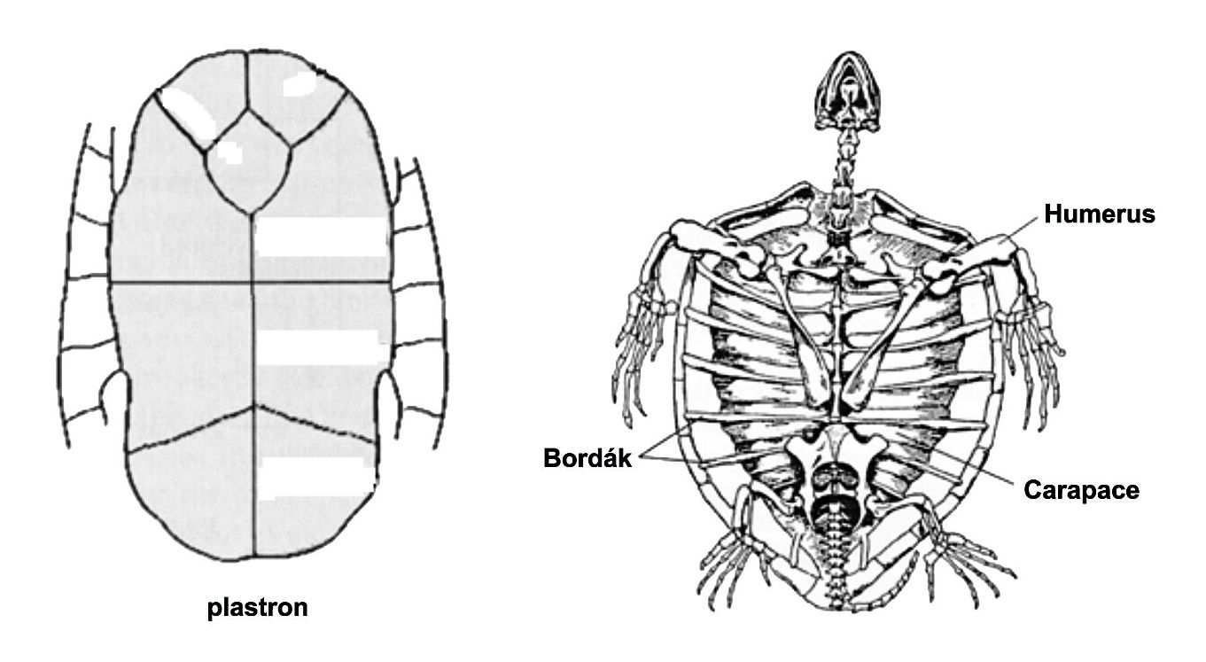 Teknős páncéljának alapvető részei: a plastron és a carapace