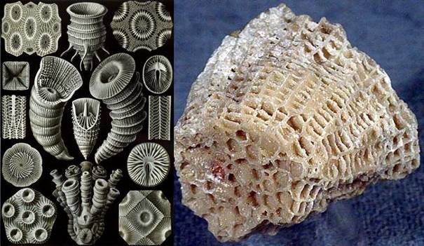 Rugosa és Tabulata korallok az ordovíciumból
