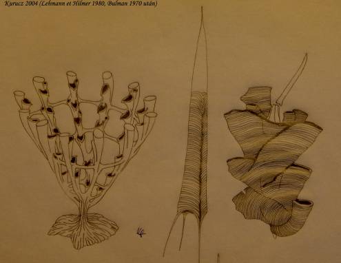 Graptolithinák. Balra: Dendroidea-telep rekonstrukciója (középső-kambriumtól). Középen: Didymograptus korai tékája/ordovícium/. Jobbra: Climacograptus kétsoros rhabdosomája /ordovícium/