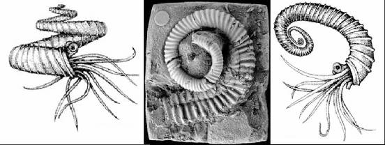 Ammoniteszek