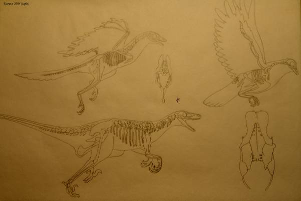Párhuzamok a theropoda dinoszaurusz, az Archaeoptryx és a modern madár csontváza között