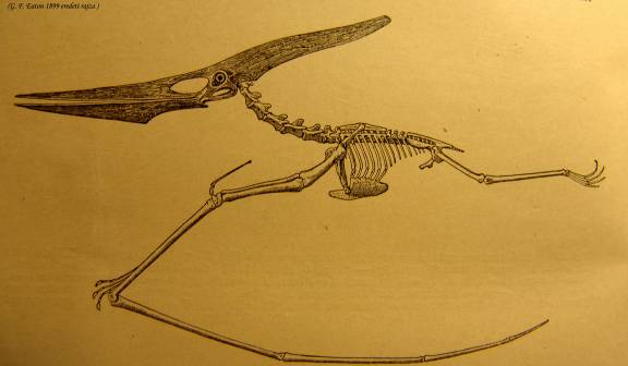 Pteranodon sp. - (Reptilia)/alsó-kréta/Szárnyfesztávolság: cca. 9m