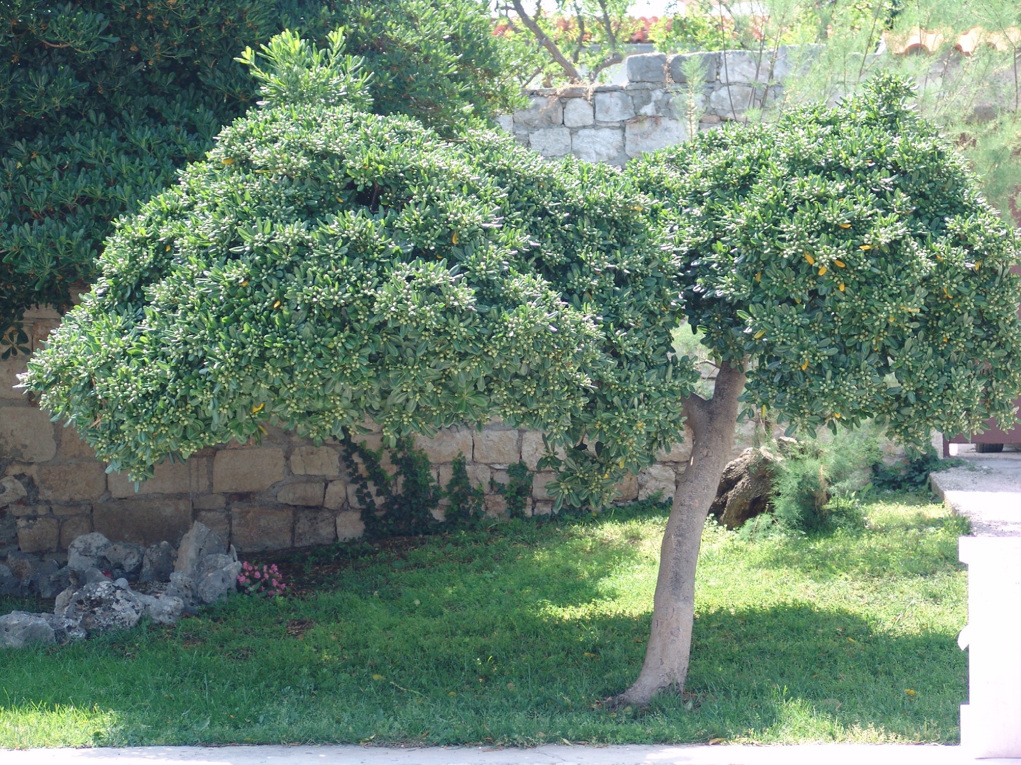 Typical sclerophyllous tree on the Mediterranean island of Brač photo by Gábor Varga