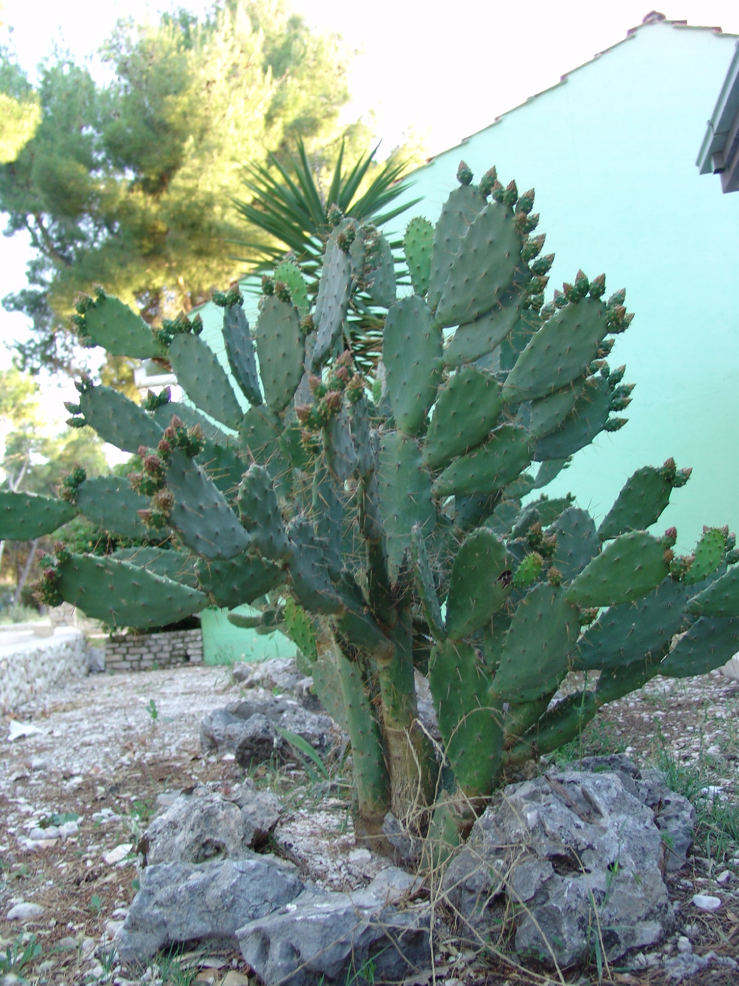 Xerophyllous cactus (Opuntia) in the Mediterranean photo by Gábor Varga