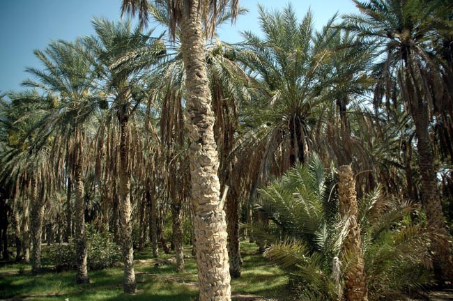 Az oázisgazdálkodás legfontosabb növénye a datolyapálma (Tunézia, Trócsányi A. felvétele)