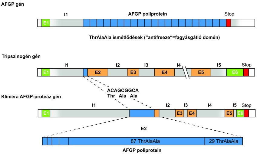Az AFGP poliprotein fagyálló sajátságának származtatása a tripszinogén gén 2. exonjának részletéből (I1-I5 intronok, E1-E5 exonok).
