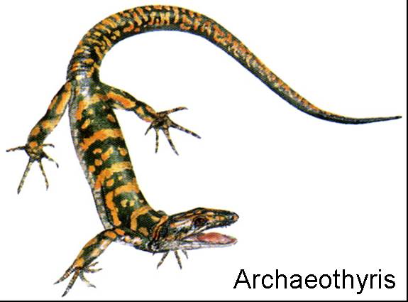 Archaeothyris, egyik feltételezhető emlős-előd