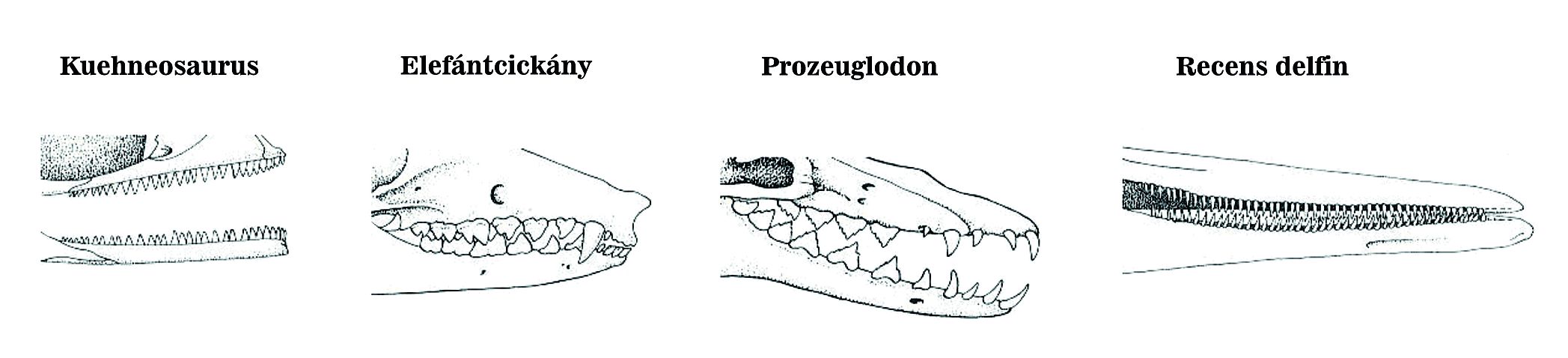 A fogazat kiegyénülése ritka esetben visszafordulhat. A hüllőknél a fogazat egységes, az emlősöknél (elefántcickány) heterodont fogazatot találunk, azaz a fogak egyediek, a kezdetleges bálnáknál már megfigyelhető a fogak dedifferenciációja (Prozeuglodon), a modern fogascetek (delfinek) fogazata homodont, azaz a fogak egységesek