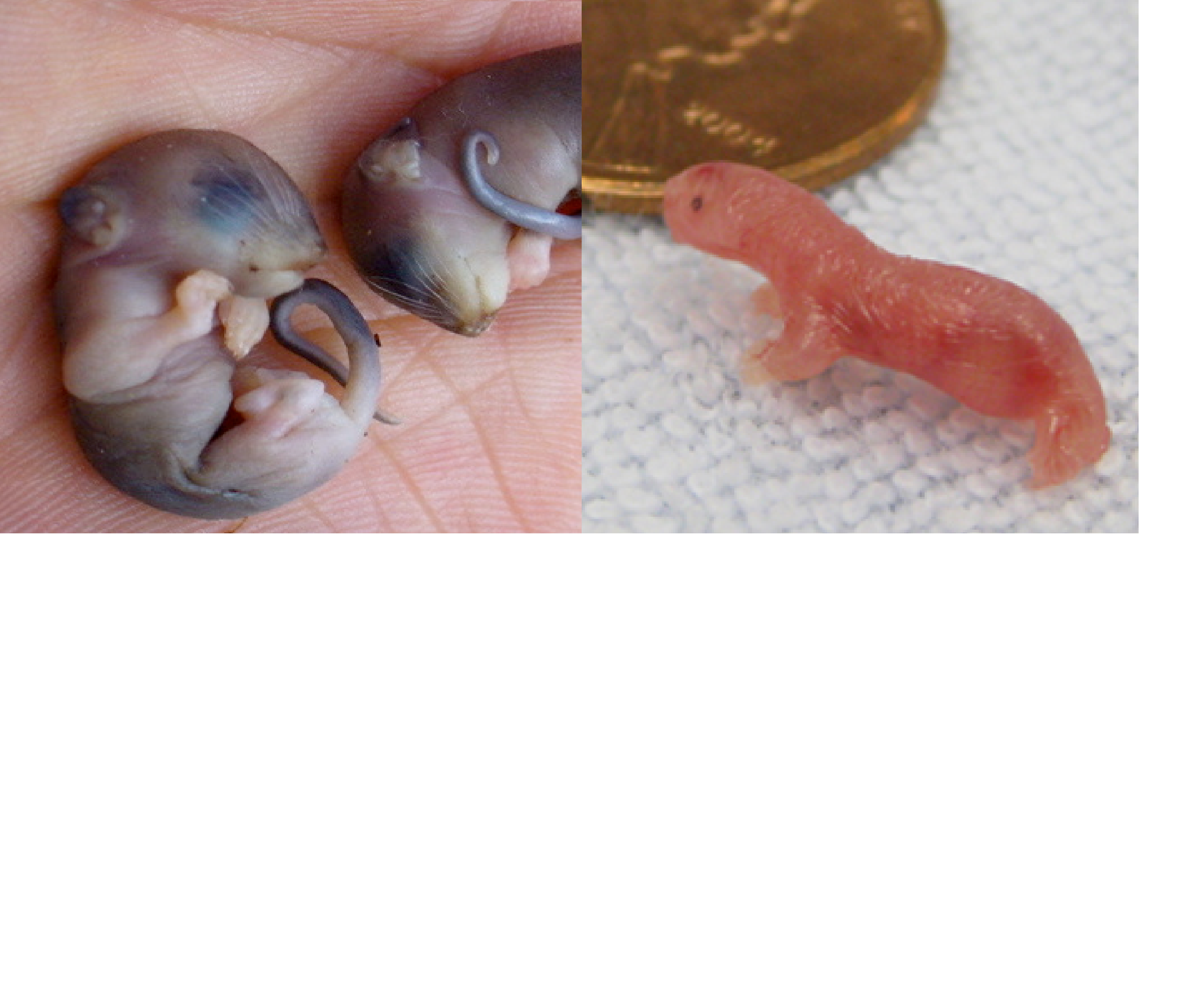 Erszényes embriók