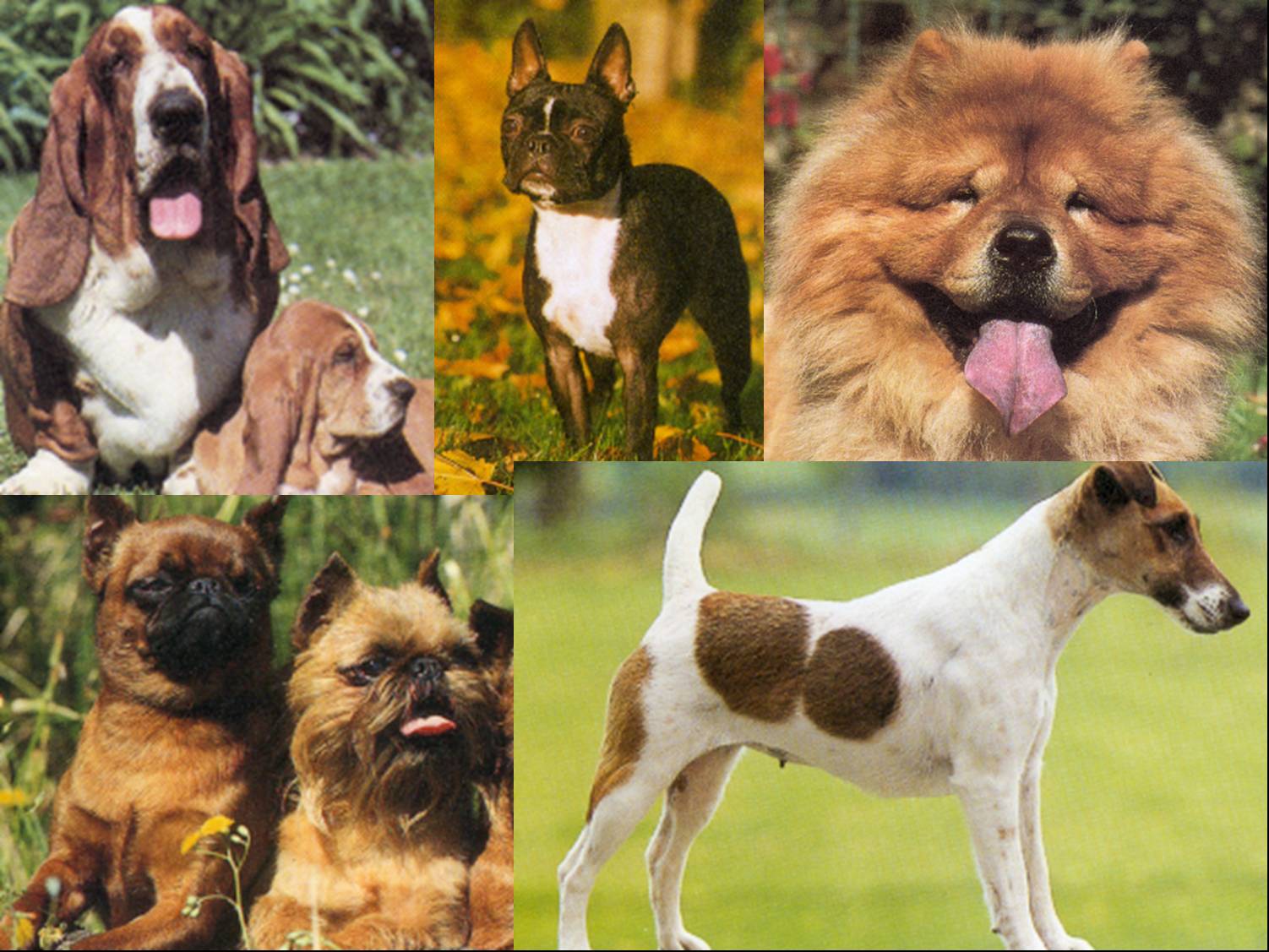 Különböző pofahosszal jellemezhető kutyafajták