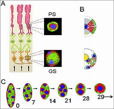 Kromatin-szintű barkácsolás a nokturnális állatok retinájában. A panel – Retina keresztmetszete. ↑ - A fény érkezési iránya. Narancssárga sejtek – Ganglion sejtek. Zöld sejtek – Interneuronok rétege. Piros sejtek – Pálcikasejtek. PS: Pálcikasejt sejtmagja, GS: Ganglionsejt sejtmagja. B panel – Pálcika- és ganglion-sejtek sematikus kromatin organizációja. C panel – Pálcikasejtek kromatin állományának átrendeződése az egér pálcikasejtjeiben, újszülött, egy hetes, két hetes, három és négy hetes egérben. Valamennyi panelre érvényes színkód: Zöld – eukromatikus, kék és piros – heterokromatikus régiók.
