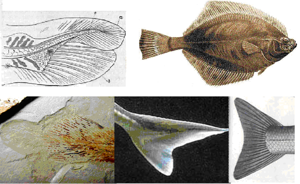 A: Pleuronectes diphicerk stádiumú lárvális, valamint a kifejlett hal homocerk farokúszója; B: a stádiumok szemléltetéseképpen: diphicercalis farok (tüdőshal, ősi), heterocercalis (kecsege, átmeneti), homocercalis (lazac, modern)