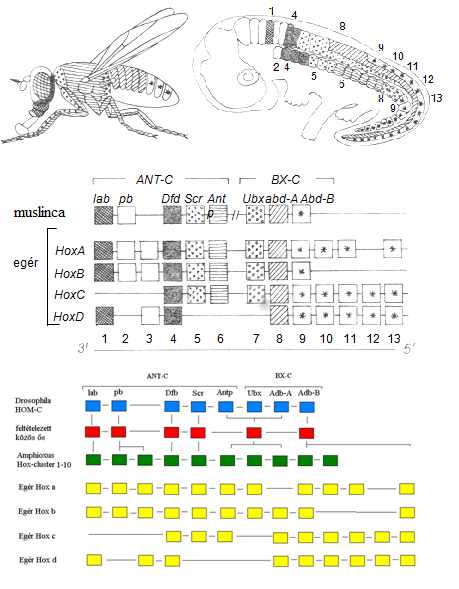 A homeotikus gének szerveződésének, tér-és időbeli kifejeződési mintázatának konzerváltsága Drosophilában és egérben. A HOM-C, az Antennapedia- és bithorax-komplexek összességét jelöli a Drosophila harmadik kromoszómáján. Az egér a HOM-C génjeinek megfelelő Hox génjei négy klaszterben – HoxA, HoxB, HoxC, HoxD – helyezkednek el. Az egymásnak homológia alapján megfelelő géneket azonos színezéssel jelöltük. Minden egyes egér Hox gén azonos irányban íródik át (az egyes géneknél az átíródás iránya 5'®3'). Az egyed szintjén minél előbbre fejeződik ki a gén, annál korábbi is annak kifejeződése. Egérnél bemutatjuk a gének kifejeződését a központi idegrendszerben és a szomitákban. Bizonyos kifejeződési domének átfednek. Gyakorta csakis az elülső kifejeződési határ éles