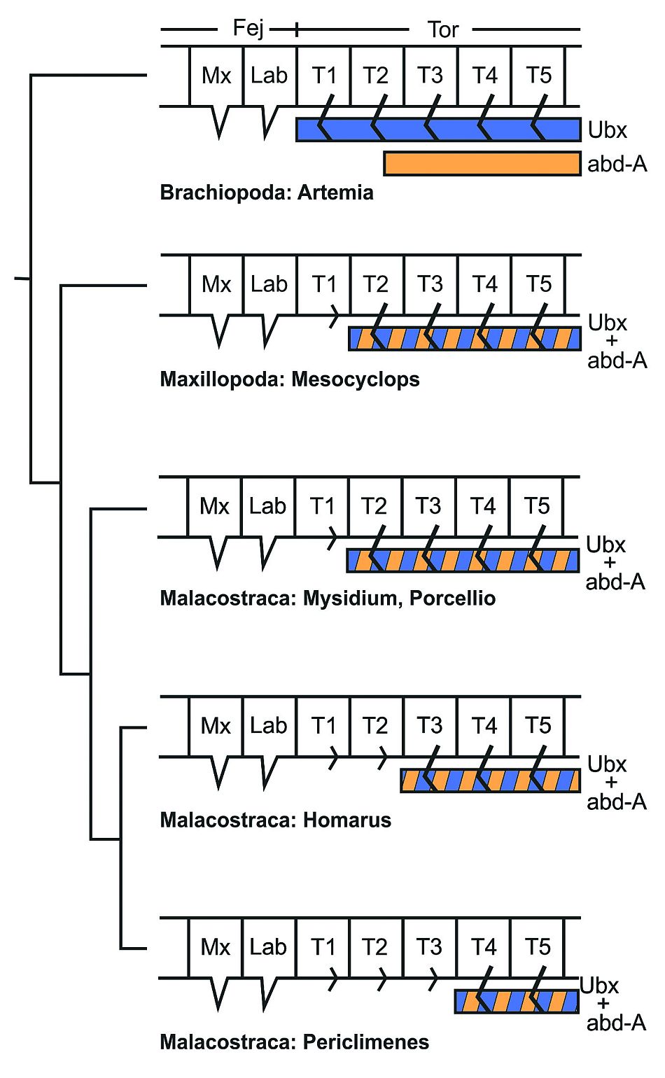 Az Ubx és abd-A proteinek expressziós doménjei a különböző rákcsoportok alatt kékkel ill. lilával vannak feltüntetve A legegyszerűbb rákok (Artemia, felül) a tor szegmenseiben mutatnak Ubx kifejeződést. Más rákok esetében, amelyek egy, két vagy három pár specializált maxillopediával rendelkeznek a tor elülső szelvényeiben (kisebb tori végtagként jelölve), határozottan hátrébb van az Ubx expresszió hátsó határa. A kék és lila sávok a Maxillopoda és Malacostraca alosztályokban az Ubx és abd-A expresszálódó doménjeinek összességét jelölik. Mx=maxilláris Lab=ajak T=thorakális