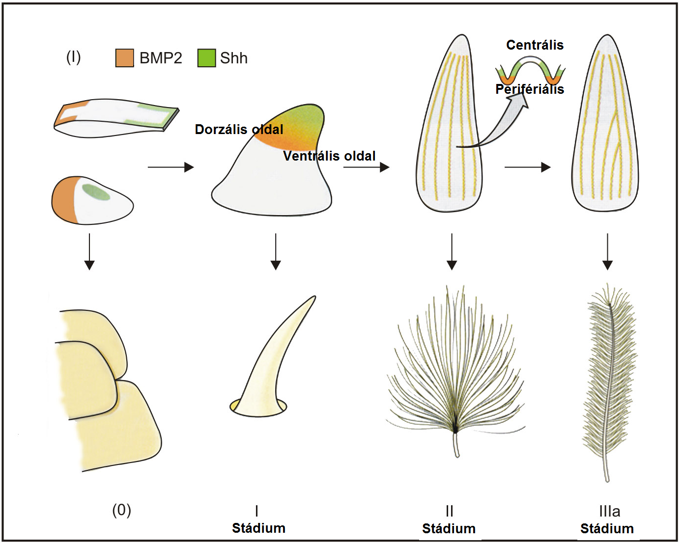 Az Shh-BMP2-modul sorozatos újrafelhasználása a toll fejlődése és evolúciója során. Az alsó sorban a madártoll fejlődési stádiumai, a felső sorban a két jelátviteli útvonal kifejeződési modul feltételezett alakulása látható a dinoszaurusz-pikkelyekben. A toll evolúciója során az I-IIIa stádiumok az Shh-BMP2-modul kifejeződésének megváltozására vezethető vissza. I. stádium: az első meghosszabbodott csőszerű toll egy primitív Archosaurus pikkelyből származtatható, az Shh-BMP2 disztális koexpressziójának kialakulása után. A II. stádium az első elágazó pehelyszerű toll az Shh-BMP2 hosszanti doménjainak kialakulása után fejlődött volna ki. Az Shh-BMP2 kifejeződés centrális-periferiális polaritása vezetett az első elágazó tollrostokból álló tollak kialakulásához. A IIIa stádium úgy alakult ki, hogy a longitudinális Shh-BMP2 domén kifejeződése dorzális irányba megszűnt, így a tollrostok helikális irányba növekedtek tovább, így a tollrostok egyesülésével létrejött a tollcséve, és a két zászló (vexillum)