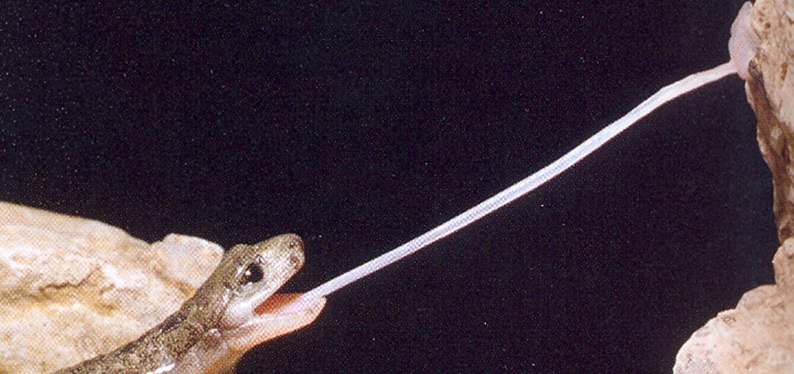 Tüdőtlen szalamandra kilövi a nyelvét