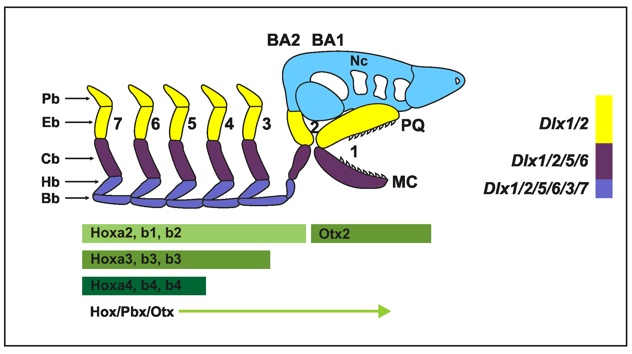 A Dlx gének szabályozzák a zsigei ívek és az állkapocs mintázatát. A Gnathostomaták (állkapcsosok) zsigeri ívei metamerikus struktúrák, amelyek a szkeletális elemek proximo-disztális sorozatából állnak. A Dlx2 és Dlx5 gének egymásba ágyazott doménekben fejeződnek ki az egér zsigeri íveiben. Alul: Elő-Gnathostomata neurocraniuma (Nc) és a hozzá kapcsolódó zsigeri ívek (1-7). A zsigeri ívek egyediségét a Hox, Pbx és Otx gének határozzák meg (zöld nyíl). Feltételezik, hogy a Dlx gének egymásba ágyazott kifejeződésének kialakulása majd a zsigeri ívek rákövetkező kiegyénülése a Gnathostomata evolúció során alakult ki. BA: branchyal arch = zsigeri ív; Bb: basibranchyális; Cb: Ceratobranchyális; Eb: Epibranchyális; Hb: hypobranchyális; Hy: Hyoid ív; MC: Meckel-féle porc; md: mandibuláris ív; mx: maxilláris ív; Pb: pharyngeobranchyális; PQ: palatoquadrátum