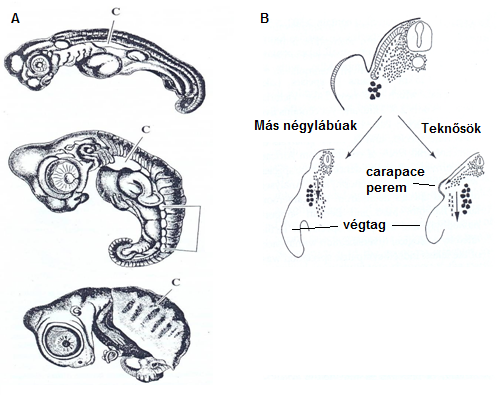 A: A carapace fejlődésének három stádiuma levesteknősben (Chelonia midas); B: A teknősök kivételével minden négylábúban a myogenikus (x) a borda (apró fekete) és a kulcscsonti (nagy fekete) sejtek ventrális irányba vándorolnak a testfal mentén. A teknősöknél a bordasejtek laterálisan, a kulcscsonti sejtek pedig mediálisan vándorolnak, így túlnyúlnak a vállövön