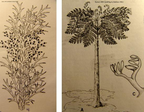 Progymnospermatophyta: Cecropsis/felső-karbon (balra), és Eospermatopteris valamint Aneurophyton germanicum sporangiumai /felső-devon/ (jobbra)