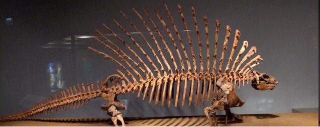 Edaphosaurus (Synapsida: Pelycosauria)