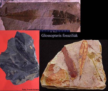 Glossopteris fosszíliák