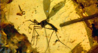 Jura kori Diptera borostyánban fosszílizálódva