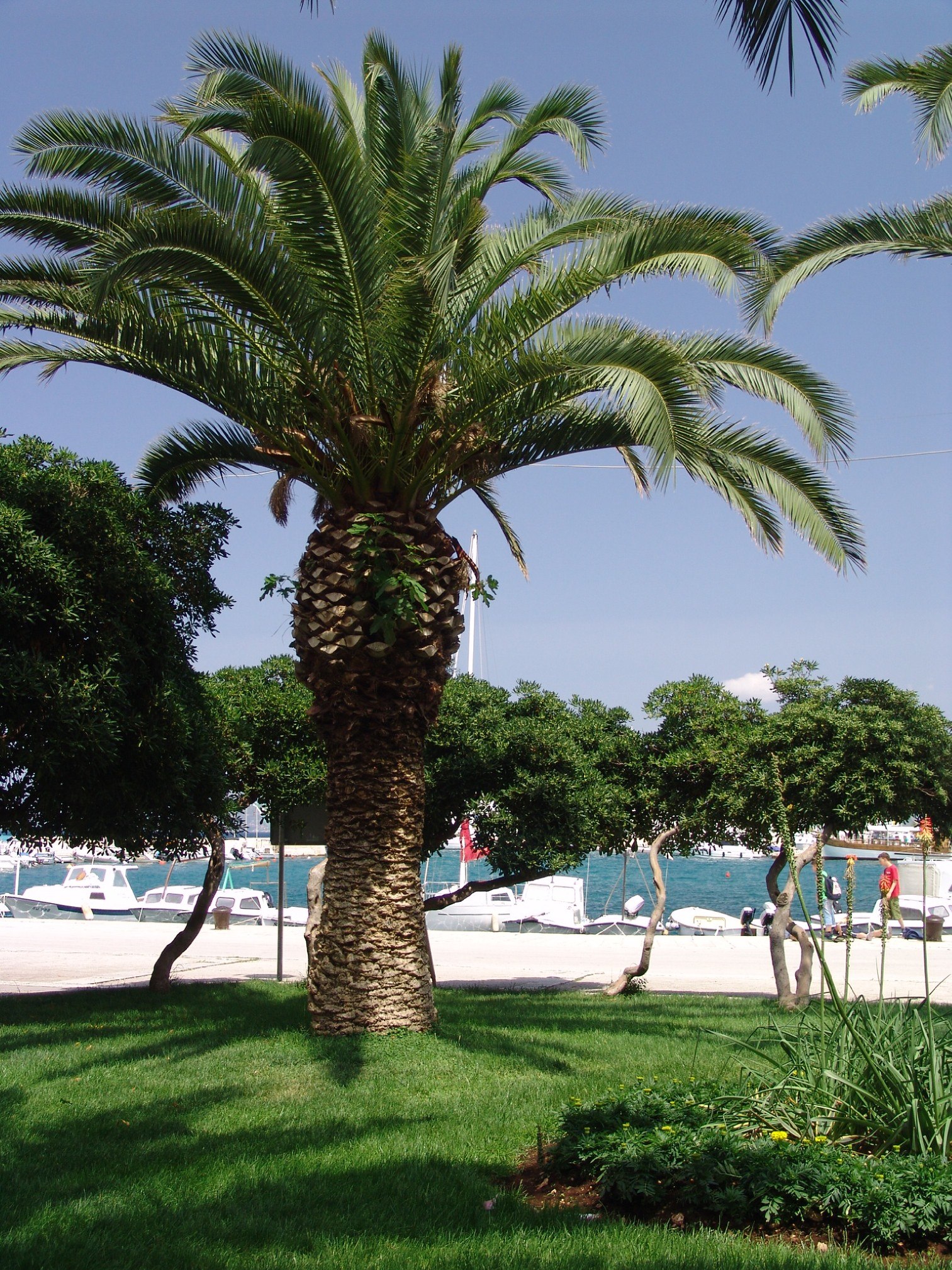Palm tree on the Dalmatian coast photo by Gábor Varga