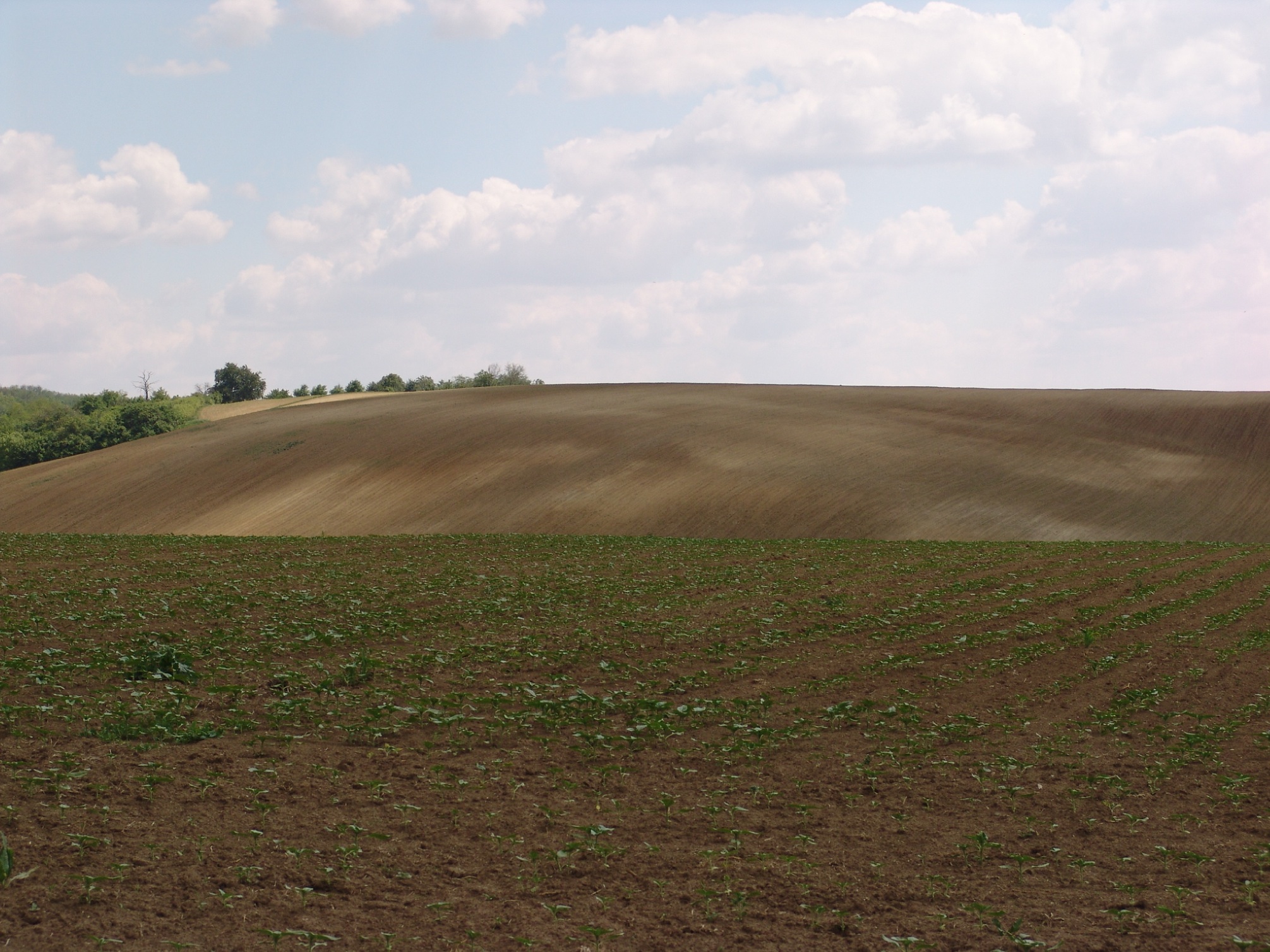 Az intenzív talajművelés okozta kopárosodás, illetve talajdegradáció a Dél-Baranyai-dombság területén Martonfánál. fotó: Varga Gábor
