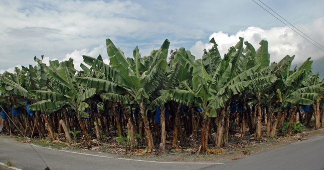 Banánültetvény Tajvan szigetén (Trócsányi A. felvétele)
