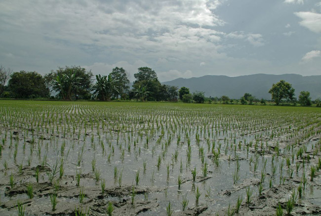 Elárasztott rizsparcella Tajvan szigetén (Trócsányi A. felvétele)
