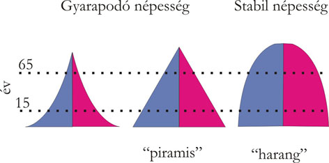 Fiatalodó és stabil népességre jellemző korfatípusok (szerk.: Pirisi G.)