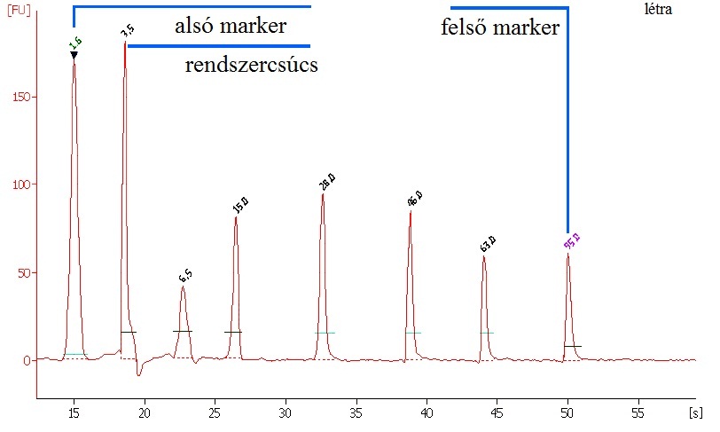 Protein80 standard fehérje sorozat („létra”) elektroferogramja